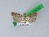  ( - BC ZSM Lep 28850)  @14 [ ] CreativeCommons - Attribution Non-Commercial Share-Alike (2010) Unspecified SNSB, Zoologische Staatssammlung Muenchen