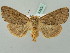  (Mesogona acetosellae - BC ZSM Lep 37652)  @15 [ ] CreativeCommons - Attribution Non-Commercial Share-Alike (2010) Zoologische Staatssammlung Muenchen SNSB, Zoologische Staatssammlung Muenchen