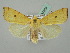  ( - BC ZSM Lep 37668)  @11 [ ] CreativeCommons - Attribution Non-Commercial Share-Alike (2010) Zoologische Staatssammlung Muenchen SNSB, Zoologische Staatssammlung Muenchen
