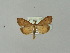  ( - BC ZSM Lep 50688)  @14 [ ] CreativeCommons - Attribution Non-Commercial Share-Alike (2010) Andreas Segerer SNSB, Zoologische Staatssammlung Muenchen