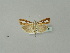  ( - BC ZSM Lep 50705)  @11 [ ] CreativeCommons - Attribution Non-Commercial Share-Alike (2010) Andreas Segerer SNSB, Zoologische Staatssammlung Muenchen
