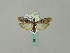  ( - BC ZSM Lep 51139)  @13 [ ] CreativeCommons - Attribution Non-Commercial Share-Alike (2010) Andreas Segerer SNSB, Zoologische Staatssammlung Muenchen