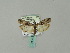  ( - BC ZSM Lep 51140)  @13 [ ] CreativeCommons - Attribution Non-Commercial Share-Alike (2010) Andreas Segerer SNSB, Zoologische Staatssammlung Muenchen