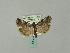  ( - BC ZSM Lep 51149)  @13 [ ] CreativeCommons - Attribution Non-Commercial Share-Alike (2010) Andreas Segerer SNSB, Zoologische Staatssammlung Muenchen