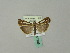  ( - BC ZSM Lep 51209)  @12 [ ] CreativeCommons - Attribution Non-Commercial Share-Alike (2010) Andreas Segerer SNSB, Zoologische Staatssammlung Muenchen