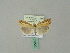  (Catoptria margaritella - BC ZSM Lep 51229)  @15 [ ] CreativeCommons - Attribution Non-Commercial Share-Alike (2010) Andreas Segerer SNSB, Zoologische Staatssammlung Muenchen
