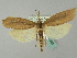  ( - BC ZSM Lep 51231)  @13 [ ] CreativeCommons - Attribution Non-Commercial Share-Alike (2010) Andreas Segerer SNSB, Zoologische Staatssammlung Muenchen