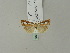  ( - BC ZSM Lep 52972)  @11 [ ] CreativeCommons - Attribution Non-Commercial Share-Alike (2010) Andreas Segerer SNSB, Zoologische Staatssammlung Muenchen