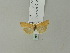  ( - BC ZSM Lep 53036)  @13 [ ] CreativeCommons - Attribution Non-Commercial Share-Alike (2010) Andreas Segerer SNSB, Zoologische Staatssammlung Muenchen