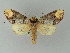  ( - BC ZSM Lep 53063)  @14 [ ] CreativeCommons - Attribution Non-Commercial Share-Alike (2010) Andreas Segerer SNSB, Zoologische Staatssammlung Muenchen