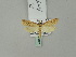  ( - BC ZSM Lep 53097)  @13 [ ] CreativeCommons - Attribution Non-Commercial Share-Alike (2010) Andreas Segerer SNSB, Zoologische Staatssammlung Muenchen