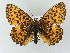  ( - BC ZSM Lep 53114)  @14 [ ] CreativeCommons - Attribution Non-Commercial Share-Alike (2010) Andreas Segerer SNSB, Zoologische Staatssammlung Muenchen