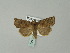  ( - BC ZSM Lep 53140)  @13 [ ] CreativeCommons - Attribution Non-Commercial Share-Alike (2010) Andreas Segerer SNSB, Zoologische Staatssammlung Muenchen