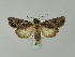  ( - BC ZSM Lep 53149)  @15 [ ] CreativeCommons - Attribution Non-Commercial Share-Alike (2010) Andreas Segerer SNSB, Zoologische Staatssammlung Muenchen