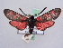  ( - BC ZSM Lep 51362)  @14 [ ] CreativeCommons - Attribution Non-Commercial Share-Alike (2010) Zoologische Staatssammlung Muenchen SNSB, Zoologische Staatssammlung Muenchen