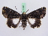  ( - BC ZSM Lep 51387)  @14 [ ] CreativeCommons - Attribution Non-Commercial Share-Alike (2010) Zoologische Staatssammlung Muenchen SNSB, Zoologische Staatssammlung Muenchen