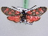  ( - BC ZSM Lep 51403)  @14 [ ] CreativeCommons - Attribution Non-Commercial Share-Alike (2010) Zoologische Staatssammlung Muenchen SNSB, Zoologische Staatssammlung Muenchen