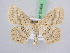  ( - BC ZSM Lep 51404)  @14 [ ] CreativeCommons - Attribution Non-Commercial Share-Alike (2010) Zoologische Staatssammlung Muenchen SNSB, Zoologische Staatssammlung Muenchen