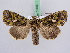  ( - BC ZSM Lep 51406)  @13 [ ] CreativeCommons - Attribution Non-Commercial Share-Alike (2010) Zoologische Staatssammlung Muenchen SNSB, Zoologische Staatssammlung Muenchen