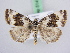  ( - BC ZSM Lep 51412)  @15 [ ] CreativeCommons - Attribution Non-Commercial Share-Alike (2010) Zoologische Staatssammlung Muenchen SNSB, Zoologische Staatssammlung Muenchen