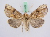  ( - BC ZSM Lep 51436)  @15 [ ] CreativeCommons - Attribution Non-Commercial Share-Alike (2010) Zoologische Staatssammlung Muenchen SNSB, Zoologische Staatssammlung Muenchen