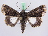  ( - BC ZSM Lep 51444)  @14 [ ] CreativeCommons - Attribution Non-Commercial Share-Alike (2010) Zoologische Staatssammlung Muenchen SNSB, Zoologische Staatssammlung Muenchen