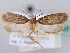  ( - BC ZSM Lep 61193)  @12 [ ] CreativeCommons - Attribution Non-Commercial Share-Alike (2010) Zoologische Staatssammlung Muenchen SNSB, Zoologische Staatssammlung Muenchen
