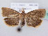  (Cydia rymarczyki - BC ZSM Lep 61195)  @14 [ ] CreativeCommons - Attribution Non-Commercial Share-Alike (2010) Zoologische Staatssammlung Muenchen SNSB, Zoologische Staatssammlung Muenchen