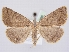  (Zanclognatha lunalis - BC ZSM Lep 61298)  @15 [ ] CreativeCommons - Attribution Non-Commercial Share-Alike (2010) Zoologische Staatssammlung Muenchen SNSB, Zoologische Staatssammlung Muenchen