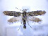  ( - BC ZSM Lep 61420)  @13 [ ] CreativeCommons - Attribution Non-Commercial Share-Alike (2010) Zoologische Staatssammlung Muenchen SNSB, Zoologische Staatssammlung Muenchen