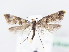  (Epermenia scurella - BC ZSM Lep 61437)  @14 [ ] CreativeCommons - Attribution Non-Commercial Share-Alike (2010) Zoologische Staatssammlung Muenchen SNSB, Zoologische Staatssammlung Muenchen