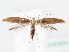  ( - BC ZSM Lep 61513)  @13 [ ] CreativeCommons - Attribution Non-Commercial Share-Alike (2010) Zoologische Staatssammlung Muenchen SNSB, Zoologische Staatssammlung Muenchen