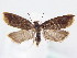  ( - BC ZSM Lep 61520)  @14 [ ] CreativeCommons - Attribution Non-Commercial Share-Alike (2010) Zoologische Staatssammlung Muenchen SNSB, Zoologische Staatssammlung Muenchen