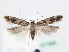  (Caryocolum cassella - BC ZSM Lep 61585)  @15 [ ] CreativeCommons - Attribution Non-Commercial Share-Alike (2010) Zoologische Staatssammlung Muenchen SNSB, Zoologische Staatssammlung Muenchen