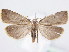  ( - BC ZSM Lep 61608)  @13 [ ] CreativeCommons - Attribution Non-Commercial Share-Alike (2010) Zoologische Staatssammlung Muenchen SNSB, Zoologische Staatssammlung Muenchen