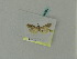  ( - BC ZSM Lep 64289)  @13 [ ] CreativeCommons - Attribution Non-Commercial Share-Alike (2010) Zoologische Staatssammlung Muenchen SNSB, Zoologische Staatssammlung Muenchen