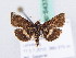  (Pyrausta obfuscata - BC ZSM Lep 64374)  @13 [ ] CreativeCommons - Attribution Non-Commercial Share-Alike (2010) Zoologische Staatssammlung Muenchen SNSB, Zoologische Staatssammlung Muenchen