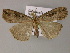  ( - BC ZSM Lep 21213)  @13 [ ] CreativeCommons - Attribution Non-Commercial Share-Alike (2010) Axel Hausmann/Bavarian State Collection of Zoology (ZSM) SNSB, Zoologische Staatssammlung Muenchen