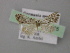  ( - BC ZSM Lep 21495)  @13 [ ] CreativeCommons - Attribution Non-Commercial Share-Alike (2010) Axel Hausmann/Bavarian State Collection of Zoology (ZSM) SNSB, Zoologische Staatssammlung Muenchen