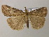  ( - BC ZSM Lep 22024)  @13 [ ] CreativeCommons - Attribution Non-Commercial Share-Alike (2010) Axel Hausmann/Bavarian State Collection of Zoology (ZSM) SNSB, Zoologische Staatssammlung Muenchen