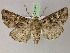  ( - BC ZSM Lep 21143)  @13 [ ] CreativeCommons - Attribution Non-Commercial Share-Alike (2010) Axel Hausmann/Bavarian State Collection of Zoology (ZSM) SNSB, Zoologische Staatssammlung Muenchen