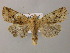  (Conistra rubiginea - BC ZSM Lep 21170)  @15 [ ] CreativeCommons - Attribution Non-Commercial Share-Alike (2010) Axel Hausmann/Bavarian State Collection of Zoology (ZSM) SNSB, Zoologische Staatssammlung Muenchen