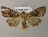  ( - BC ZSM Lep 21182)  @13 [ ] CreativeCommons - Attribution Non-Commercial Share-Alike (2010) Axel Hausmann/Bavarian State Collection of Zoology (ZSM) SNSB, Zoologische Staatssammlung Muenchen