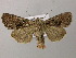 ( - BC ZSM Lep 21188)  @13 [ ] CreativeCommons - Attribution Non-Commercial Share-Alike (2010) Axel Hausmann/Bavarian State Collection of Zoology (ZSM) SNSB, Zoologische Staatssammlung Muenchen