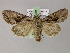  ( - BC ZSM Lep 21201)  @15 [ ] CreativeCommons - Attribution Non-Commercial Share-Alike (2010) Axel Hausmann/Bavarian State Collection of Zoology (ZSM) SNSB, Zoologische Staatssammlung Muenchen