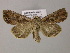  ( - BC ZSM Lep 21202)  @14 [ ] CreativeCommons - Attribution Non-Commercial Share-Alike (2010) Axel Hausmann/Bavarian State Collection of Zoology (ZSM) SNSB, Zoologische Staatssammlung Muenchen