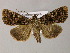  ( - BC ZSM Lep 21210)  @14 [ ] CreativeCommons - Attribution Non-Commercial Share-Alike (2010) Axel Hausmann/Bavarian State Collection of Zoology (ZSM) SNSB, Zoologische Staatssammlung Muenchen