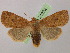  (Conistra vaccinii - BC ZSM Lep 21232)  @15 [ ] CreativeCommons - Attribution Non-Commercial Share-Alike (2010) Axel Hausmann/Bavarian State Collection of Zoology (ZSM) SNSB, Zoologische Staatssammlung Muenchen