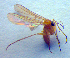  ( - ZSM DIP FOR 001)  @12 [ ] CreativeCommons - Attribution Non-Commercial Share-Alike (2010) Zoologische Staatssammlung Muenchen SNSB, Zoologische Staatssammlung Muenchen
