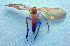  ( - ZSM DIP FOR 002)  @12 [ ] CreativeCommons - Attribution Non-Commercial Share-Alike (2010) Zoologische Staatssammlung Muenchen SNSB, Zoologische Staatssammlung Muenchen